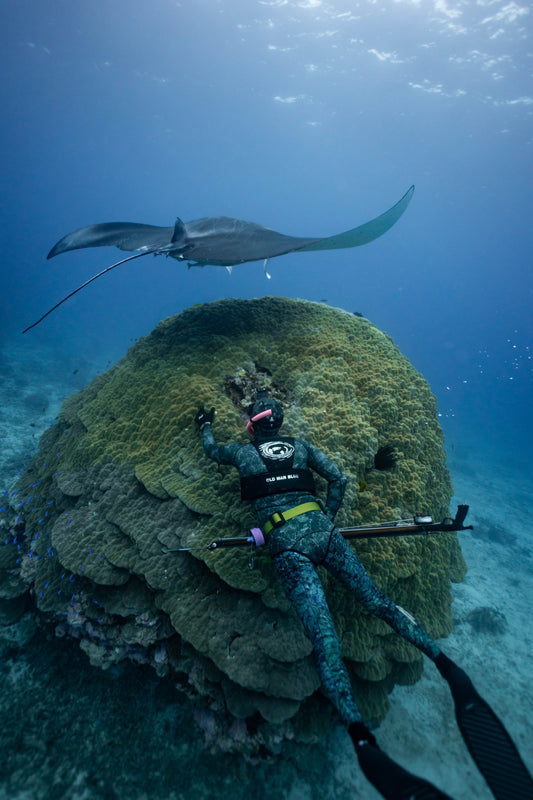 An encounter between the Orca Harness and a Manta Ray