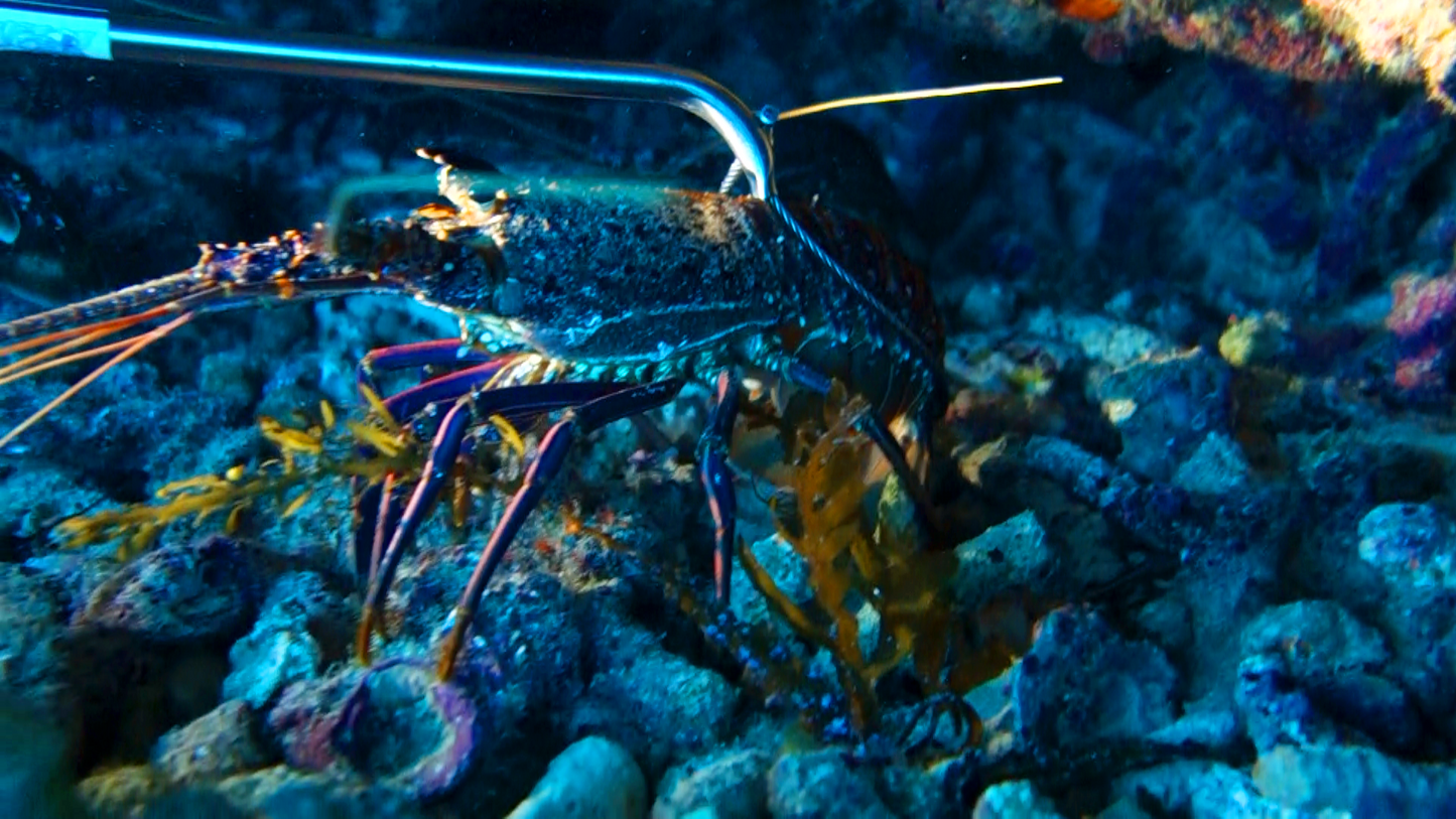 1.0 Meter Cray Loop | Crayfish Diving Loop