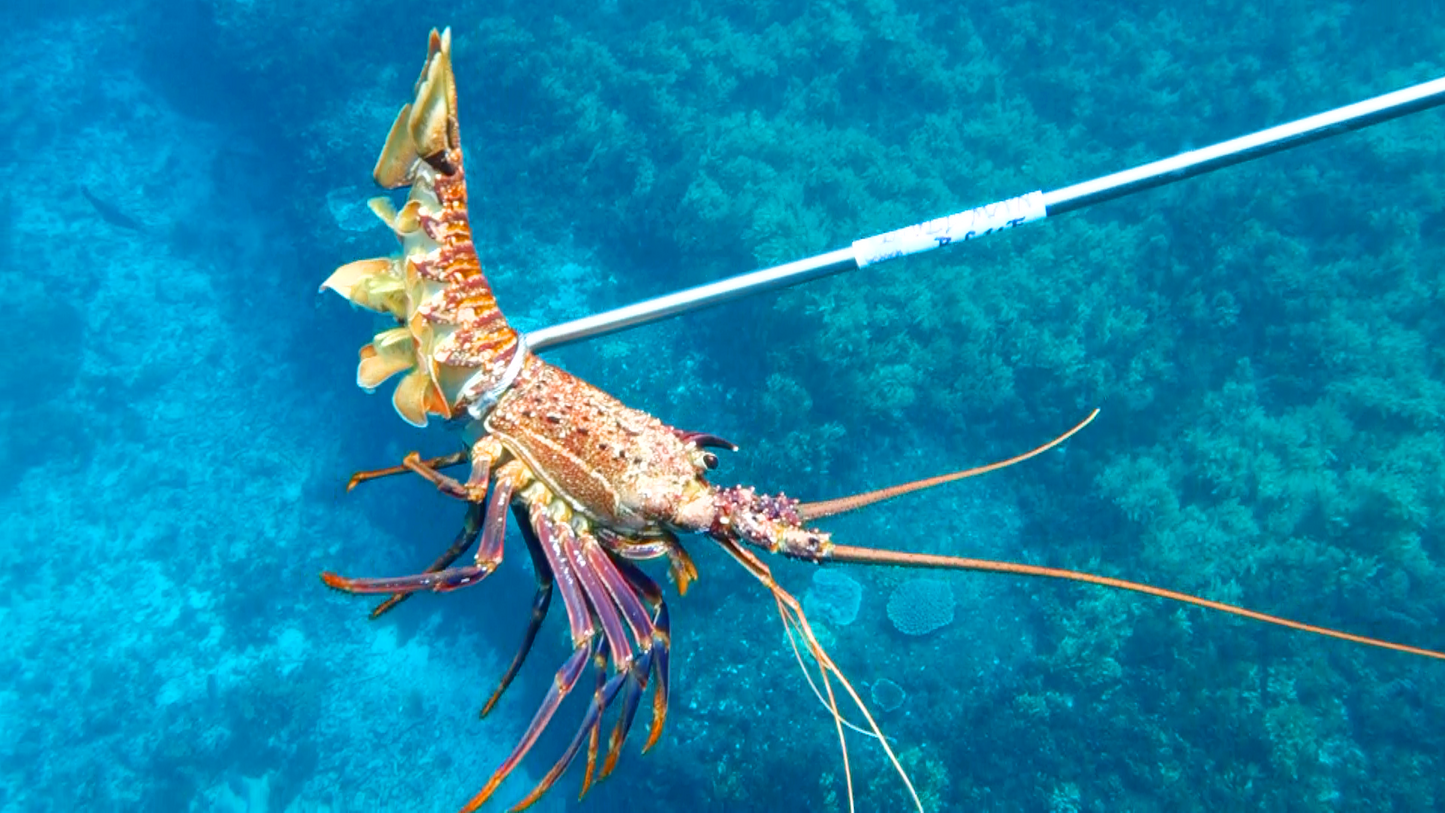 700mm Cray Loop | "Shorty" Crayfish Diving Loop