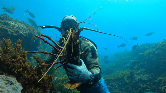 Crayfish Gauge Version 2.0 | Outback Diving