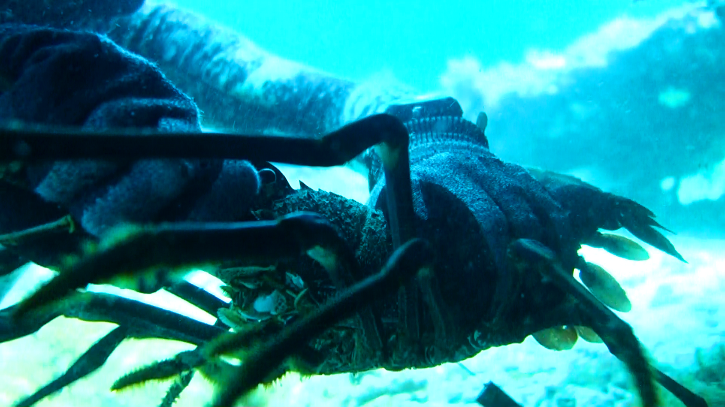 Crayfish Gauge Version 2.0 | Outback Diving