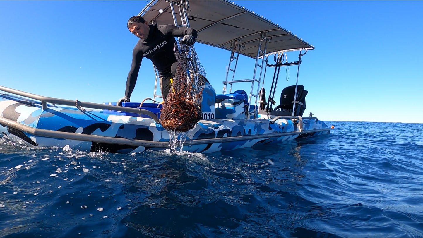 SeaSac Catch Bag - Ultimate Lobster Diving and Crayfish Catch Bag