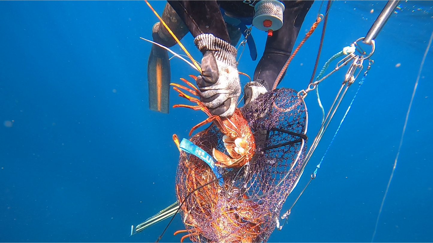 SeaSac Catch Bag - Ultimate Lobster Diving and Crayfish Catch Bag