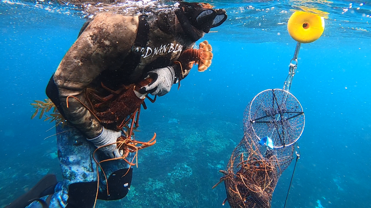 SeaSac Catch Bag - Ultimate Lobster Diving and Crayfish Catch Bag