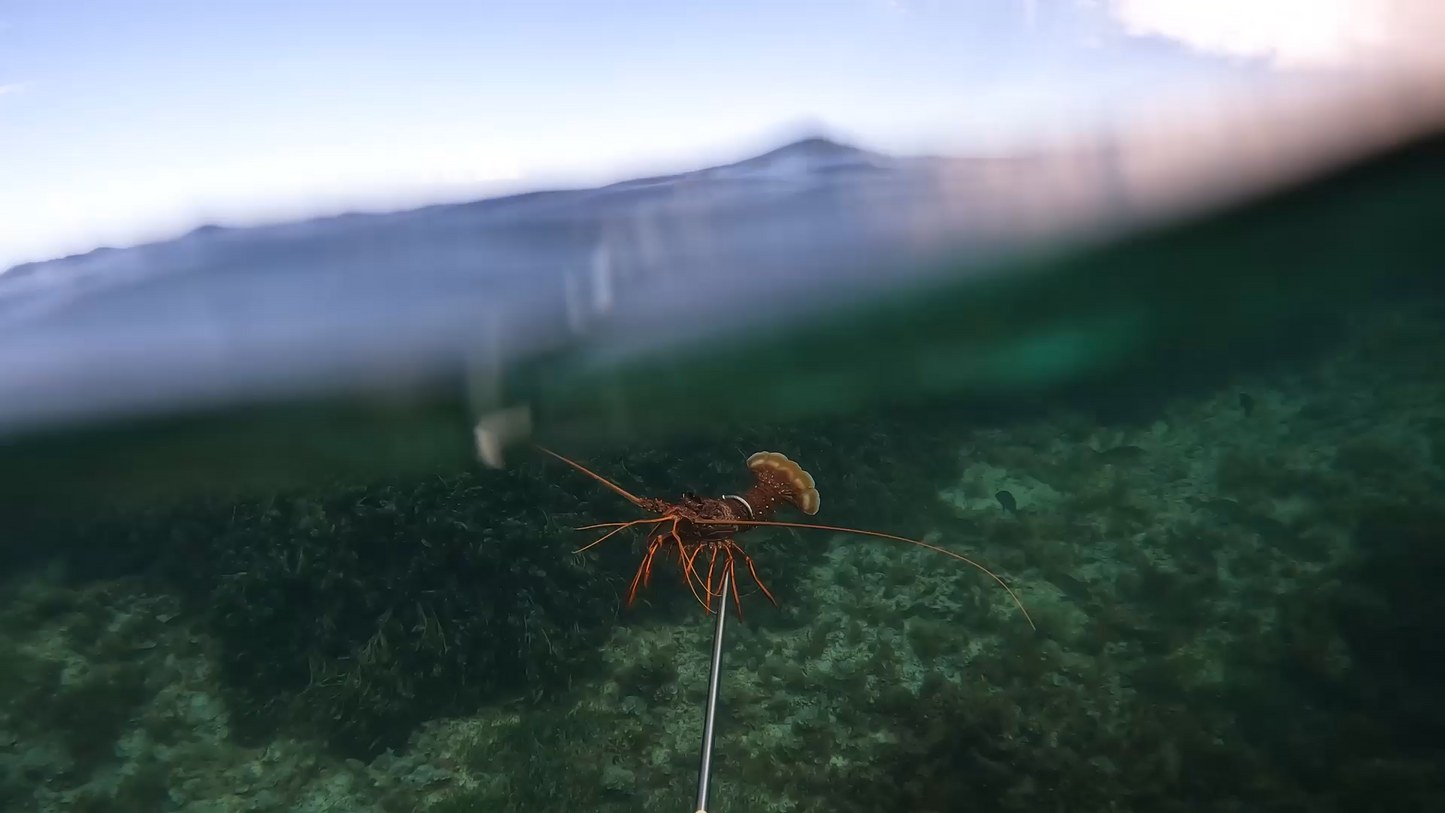 700mm Cray Loop | "Shorty" Crayfish Diving Loop