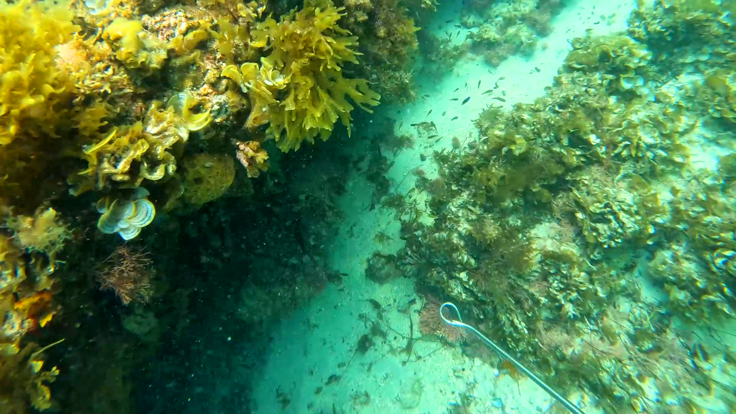 1.0 Meter Cray Loop | Crayfish Diving Loop