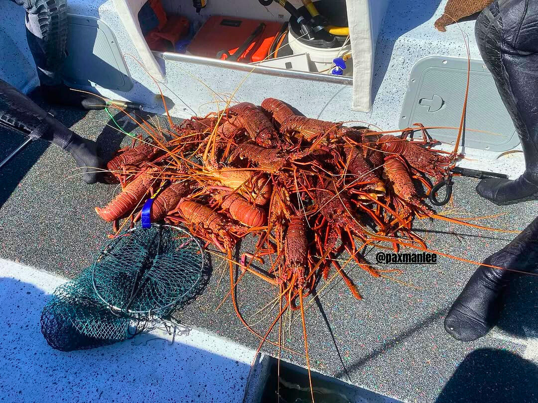 Hold My Crayfish - SeaSac Catch Bag