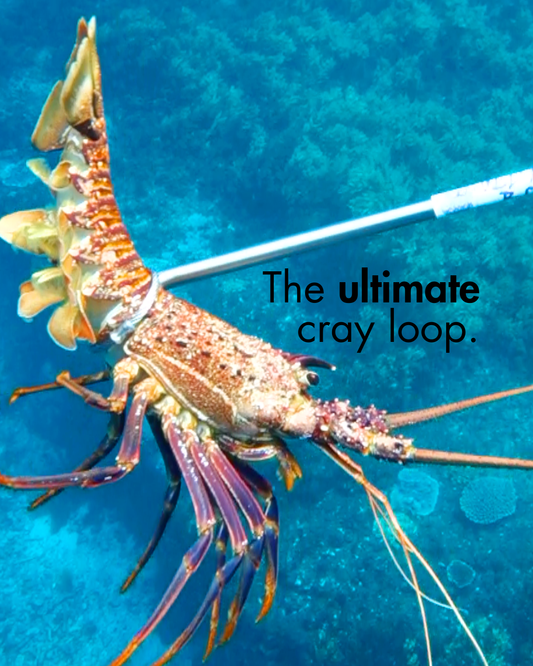 1.0 Meter Cray Loop | Crayfish Diving Loop