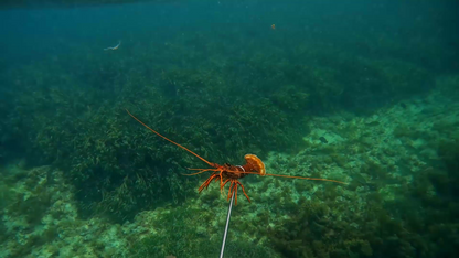 Crayfish Diving Loop | 1.0 Meter Cray Loop