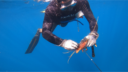Crayfish Gauge Version 1.0 | Metropolitan Diving
